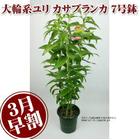 母の日プレゼント【3月早割終了後7899円】通常用途でもギフトユリの花鉢白大輪カサブランカ7号鉢花のプレゼントに最適ユリの花鉢フラワーギフト2019花鉢Mother's_Dayランキング上位商品送料無料