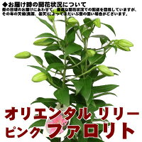 母の日プレゼント【超早割終了後2880円】ユリファロリト母の日ギフト超早割ユリの花鉢ピンク花のプレゼント母の日限定フラワーギフト花鉢Mother's_Dayランキング上位商品送料無料ホワイトデープレゼント母の日ギフト内祝い