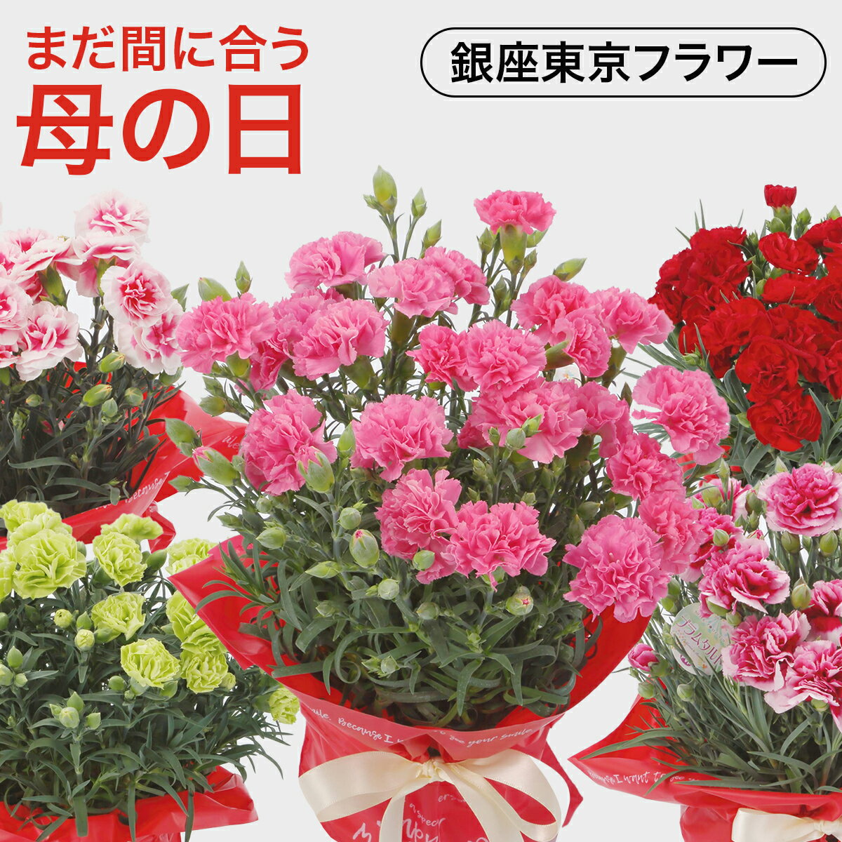 鉢 遅れてごめんね 母の日 カーネーション プレゼント 花鉢 鉢植え 豪華 オシャレ お花 銀座のカーネーション 5号鉢 選べる花色 9種 高さ約30cm 送料無料 沖縄配送不可 花ギフト 赤 ピンク イエロー オレンジ グリーン イチゴホイップ ははの日