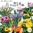 \銀座のフローリスト厳選◎/ 秋 おまかせ花鉢 季節の花鉢 おまかせ 鉢植え 5号 5寸 9月 10月 楽天 スーパーセール 送料無料 敬老の日 ギフト プレゼント 誕生日 長寿祝い お祝い 自宅用 内祝 結婚 新築祝 花壇 園芸 観葉植物 ガーデニング 庭 玄関 お供え osonae 供花 初秋