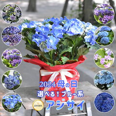 https://thumbnail.image.rakuten.co.jp/@0_mall/tokyoflower/cabinet/omakase/mothersday/10000738_top.jpg