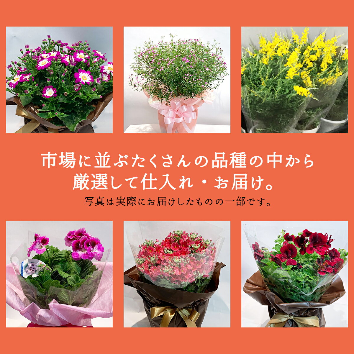 ����¤Υե����ꥹ�ȸ������� �� ���ޤ�����ȭ ����β�ȭ ȭ���� 5�� �������դ� 2�� 3�� �Х�󥿥��� �ۥ磻�ȥǡ� �� ����̵�� ���ե� �ץ쥼��� ������ Ĺ�� ���ˤ� ������ ��� �뺧 ���� ���� ��� ���տ�ʪ �����ǥ˥� �� ���� ������ �󤻿��� ��ȭ ����