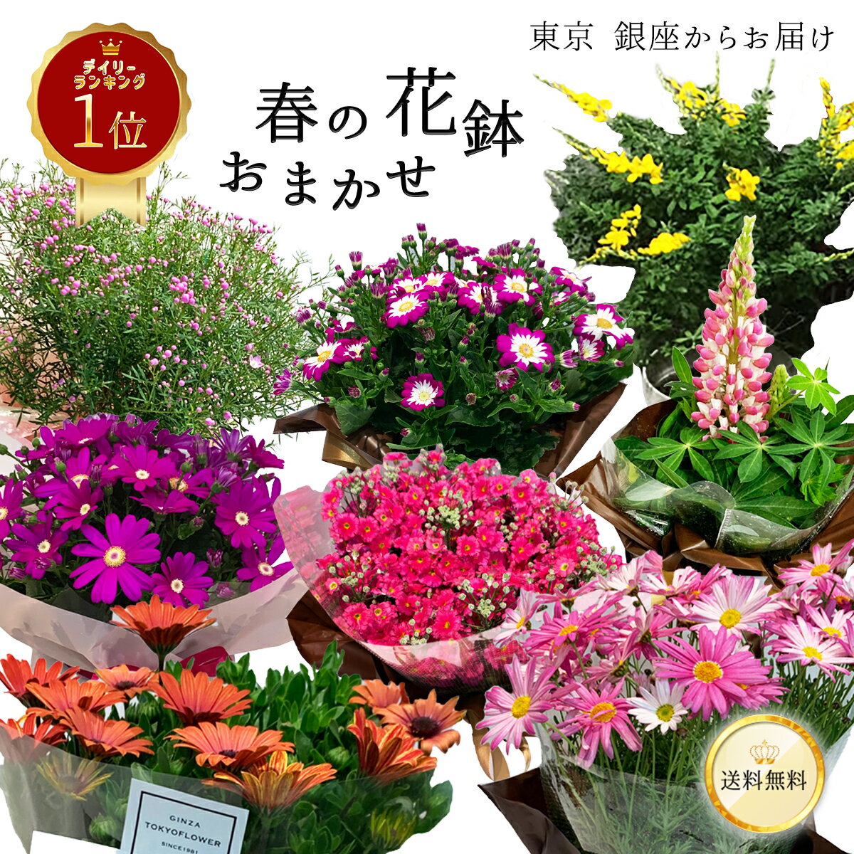 【何が届くかお楽しみ♪】 春 おまかせ花鉢 季節の花鉢 おまかせ 鉢植え 5寸鉢 5月 あす楽13時まで 送料無料 送料込み 母の日 父の日 プレゼント ギフト 誕生日 長寿祝い 自宅用 内祝 結婚祝 新築祝 花壇 園芸 観葉植物 ガーデニング 庭 玄関 お供え