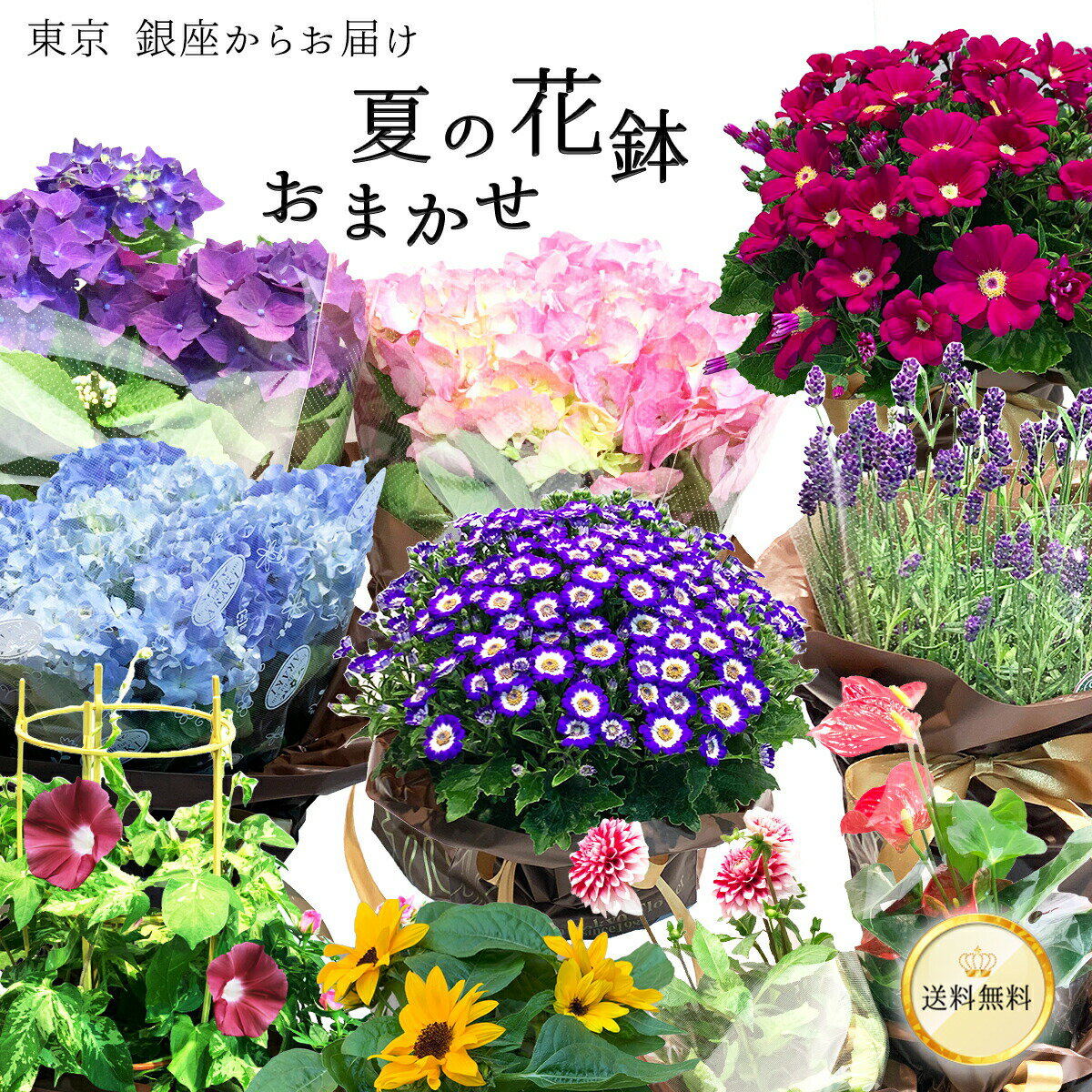 【何が届くかお楽しみ♪】 夏 おまかせ花鉢 季節の花鉢 おまかせ 鉢植え 5寸鉢 6月 7月 8月 あす楽13時まで 送料無料 送料込み 父の日 2024 プレゼント ギフト 誕生日 長寿祝い 自宅用 内祝 結婚祝 新築祝 花壇 園芸 観葉植物 ガーデニング 庭 玄関 お供え 初夏