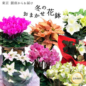 【何が届くかお楽しみ♪】 冬 おまかせ花鉢 季節の花鉢 おまかせ 鉢植え 5寸鉢 11月 12月 1月 あす楽13時まで 送料無料 送料込み プレゼント ギフト 誕生日 長寿祝い 自宅用 内祝 結婚祝い 新築祝い 花壇 園芸 観葉植物 ガーデニング 庭 玄関 お供え 年末 年始 クリスマス