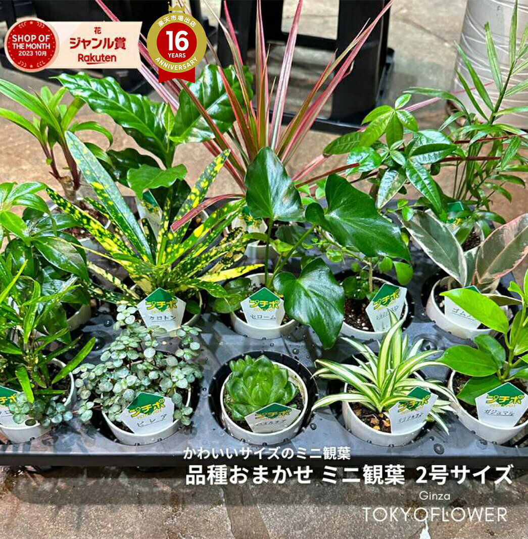 楽天市場】クロトン(高さ(植物)~ 70.9cm)(観葉植物|花 楽天市場】クロトン(高さ(植物)~ 70.9cm)(観葉植物|花