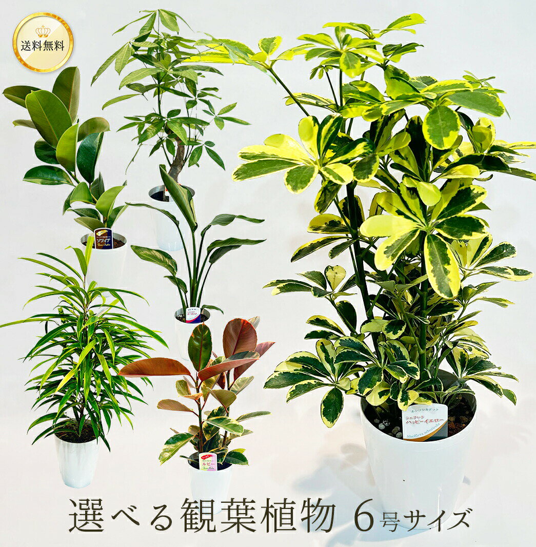 選べる 観葉植物 6号鉢 6寸サイズ 送料無料 受け皿・育て方カード付き おしゃれ インテリア 風水 ギフ..