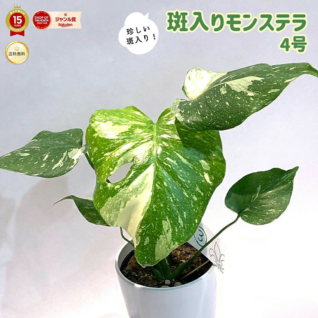 楽天市場】モンステラ 斑入り（種類（植物）モンステラ）（観葉植物 