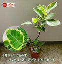\人気の “韓国っぽ” 観葉植物◎/ フィカス アルテシマ バリエガータ ゴムの木 曲がり 3D 斑入り 花言葉は「永遠の幸せ」「すこやか」 2025 プレゼント 部屋 葉っぱ 鉢 引っ越し祝い お中元 珍しいお中元 夏 緑のギフト 最強配送 初心者OK 丈夫 育てやすい インテリア