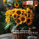 ひまわり アレンジメント 本数 価格で選べるサイズ ボリューム お買い物マラソン 0のつく日 送料無料 送料込み ヒマワリ 向日葵 フラワー 花束 生花 花 お中元 2025 誕生日 お祝い プレゼント ギフト サンフラワー sunflower HIMAWARI