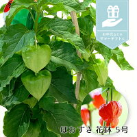 【風鈴付き】銀座のほおずき鉢花5号約15cmカゴ付き季節の花鉢H50-60cmW30cm