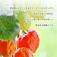 【風鈴付き】銀座のほおずき鉢花5号約15cmカゴ付き季節の花鉢H50-60cmW30cm