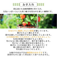 【風鈴付き】銀座のほおずき鉢花5号約15cmカゴ付き季節の花鉢H50-60cmW30cm