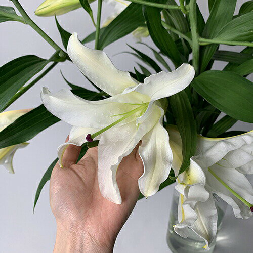 ギフト 花束 オリエンタル 大輪カサブランカ プレゼント 送料無料 超特価sale開催 贈り物 お祝い誕生日 記念日 父の日 白ユリの女王 銀座の カサブランカ 誕生日 土日も出荷 ほぼ蕾でお届け 生花 大輪白ユリ お届け日指定 冬季配送不可地域あり 3本15輪以上 結婚祝 ブーケ