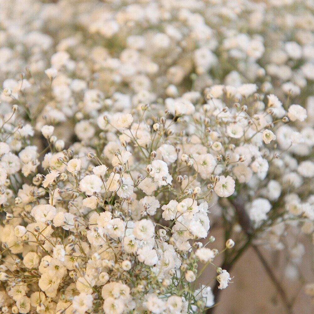 【単品でのご注文はできません】 かすみ草追加 かすみそう カスミソウ 追加 ブーケ 花束 アレンジメント プレゼント