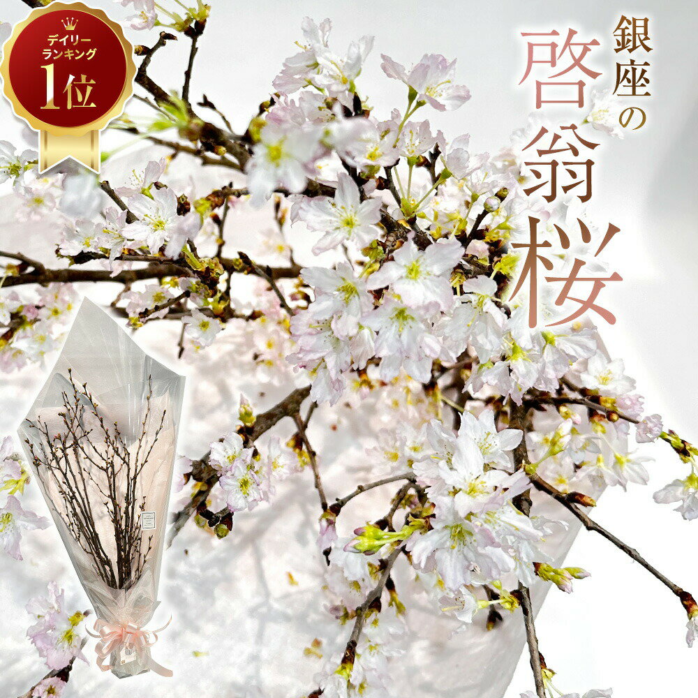 あす楽13時まで 即日出荷のみ対応 配送不可 おうちでお花見 桜ギフト 啓翁桜の花束 40〜50cm 10本前後 送料無料 送料込み あす楽13時まで プレゼント 節分 花 桜 さくら サクラ 切花 花見 ギフト パーティ ケーオー ザクラ 生花 枝 春 春の花 あす楽対応のサムネイル