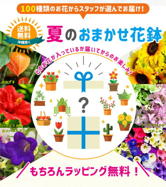 夏の花 一覧 みんな探してる人気モノ 夏の花 一覧 花 ガーデン Diy 夏の花 一覧 みんな探してる人気モノ 夏の花 一覧 花 ガーデン Diy