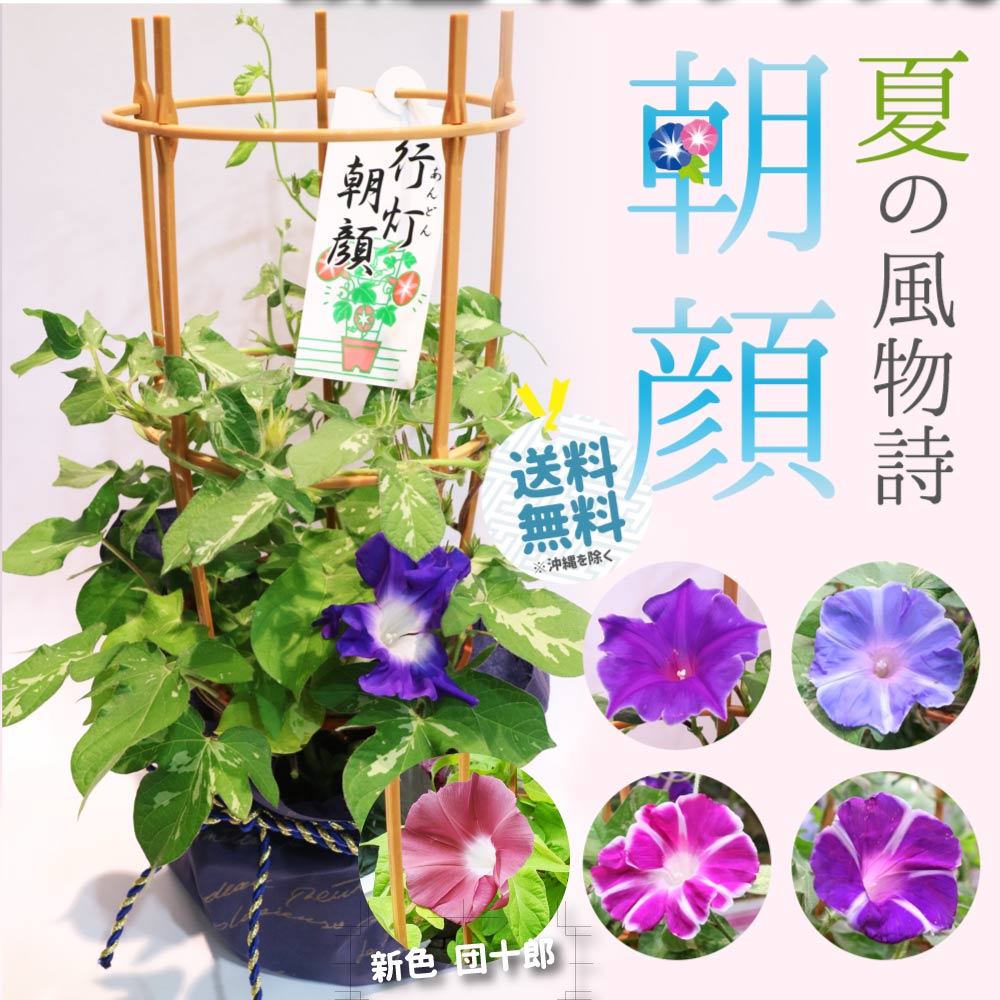 あす楽13時まで 朝顔 鉢植え 6号 約18cm 銀座の朝顔市 選べる 花種 色おまかせ あさがお 育てる 苗 季節の花鉢 アサガオ H40-50cm W30cm 支柱 送料無料 曜白 西洋 団十郎のサムネイル