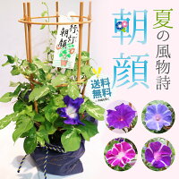 銀座の朝顔市選べる花種色おまかせあさがお6号約18cm育てる季節の花鉢アサガオH40-50cmW30cm