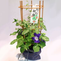 銀座の朝顔市選べる花種色おまかせあさがお6号約18cm育てる季節の花鉢アサガオH40-50cmW30cm