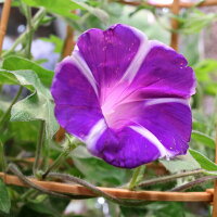 銀座の朝顔市選べる花種色おまかせあさがお6号約18cm育てる季節の花鉢アサガオH40-50cmW30cm