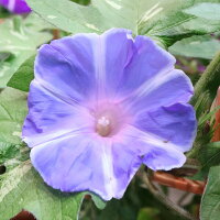 銀座の朝顔市選べる花種色おまかせあさがお6号約18cm育てる季節の花鉢アサガオH40-50cmW30cm