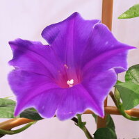 銀座の朝顔市選べる花種色おまかせあさがお6号約18cm育てる季節の花鉢アサガオH40-50cmW30cm