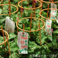 銀座の朝顔市選べる花種色おまかせあさがお6号約18cm育てる季節の花鉢アサガオH40-50cmW30cm