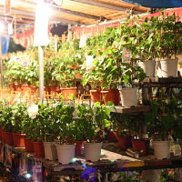銀座の朝顔市選べる花種色おまかせあさがお6号約18cm育てる季節の花鉢アサガオH40-50cmW30cm