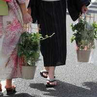 銀座の朝顔市選べる花種色おまかせあさがお6号約18cm育てる季節の花鉢アサガオH40-50cmW30cmお中元贈答曜白西洋団十郎