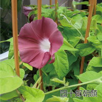 銀座の朝顔市選べる花種色おまかせあさがお6号約18cm育てる季節の花鉢アサガオH40-50cmW30cm