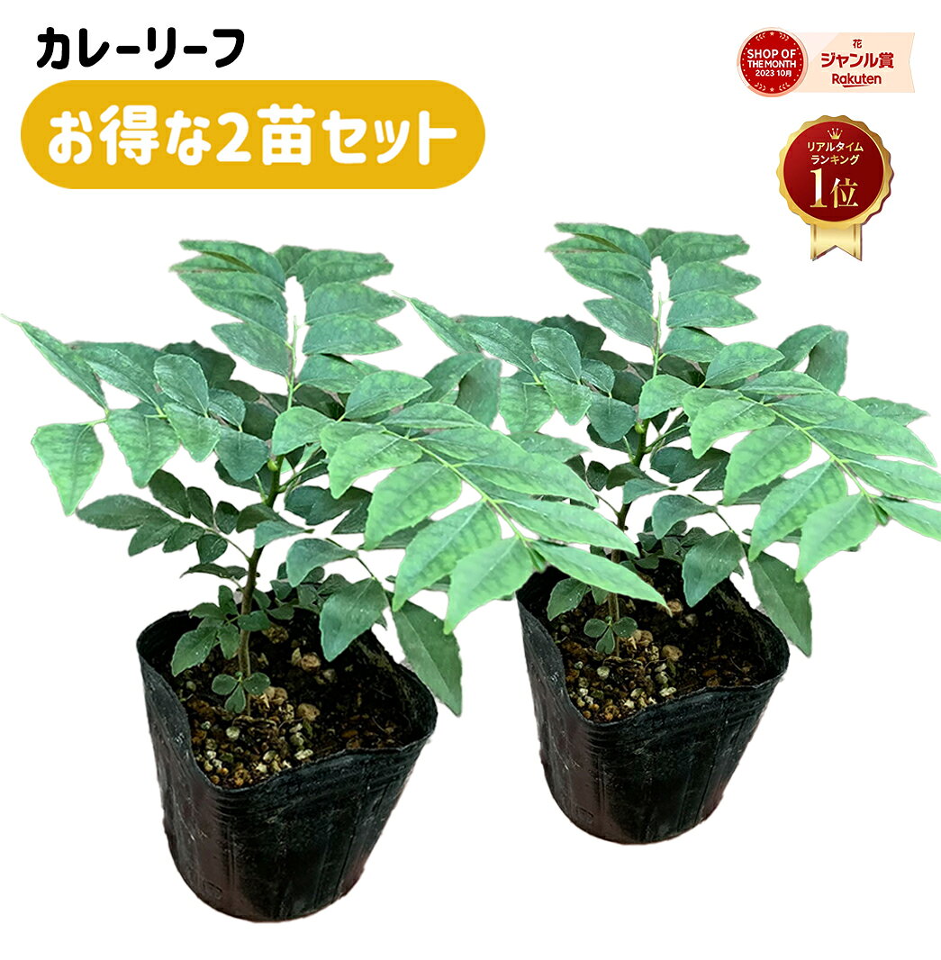 楽天市場】カレーリーフ 苗の通販