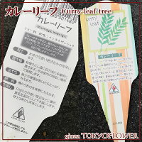 カレーリーフ苗3号ポット【2つセット】ミカン科ナンヨウザンショウ送料別