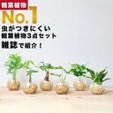 【楽天1位・10000個超販売実績】 観葉植物 選べる3点 セット 本物 ミニ 東京寿園 土を使わない ミニ観葉植物 小さい 室内 育てやすい ハイドロカルチャー おしゃれ 本物 卓上 デスク 玄関 トイレ インテリア ギフト お祝い 開業祝い 母の日 風水に良い 縁起の良い