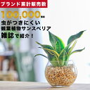 【雑誌で紹介 10000個超販売実績】サンスベリア ハニーボニー 観葉植物 本物 ミニ 東京寿園 土を使わない ミニ観葉植物 小さい 室内 育てやすい ハイドロカルチャー おしゃれ 本物 卓上 デスク 玄関 トイレ インテリア ギフト お祝い 開業祝い 母の日 風水に良い 縁起の良い