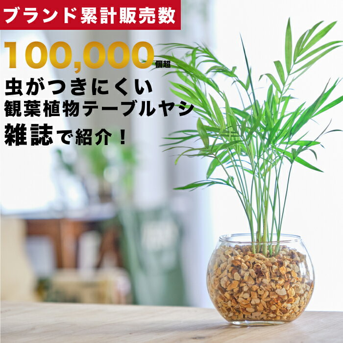 ヤシ 【雑誌で紹介・10000個超販売実績】 テーブルヤシ 観葉植物 本物 ミニ 東京寿園 土を使わない ミニ観葉植物 小さい 室内 育てやすい ハイドロカルチャー おしゃれ 本物 卓上 デスク 玄関 トイレ インテリア ギフト お祝い 開業祝い 母の日 風水に良い 縁起の良い