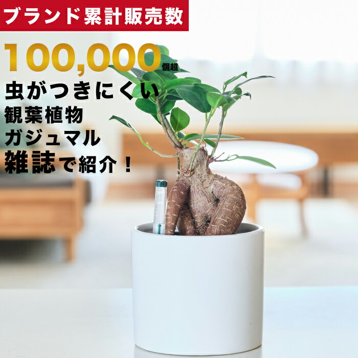 楽天東京寿園 楽天市場店【雑誌で紹介・10000個超販売実績】観葉植物 選べる2点 セット 本物 ミニ 東京寿園 土を使わない ミニ観葉植物 小さい 室内 育てやすい ハイドロカルチャー おしゃれ 本物 卓上 デスク 玄関 トイレ インテリア ギフト お祝い 開業祝い 母の日 風水に良い 縁起の良い