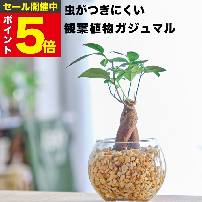 楽天市場】ガジュマル 盆栽(観葉植物|花・観葉植物):花 楽天市場】ガジュマル 盆栽(観葉植物|花・観葉植物):花