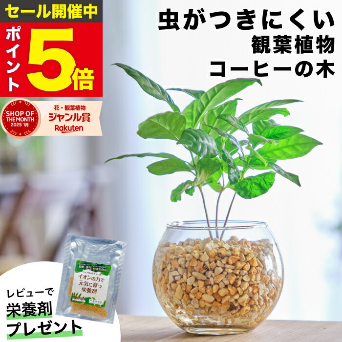 【雑誌で紹介・10000個超販売実績】 コーヒーの木 観葉植物 本物 ミニ 東京寿園 土を使わない ミニ観葉植物 小さい 室内 育てやすい ハイドロカルチャー おしゃれ 本物 卓上 デスク 玄関 トイレ インテリア ギフト お祝い 開業祝い 母の日 風水に良い 縁起の良い