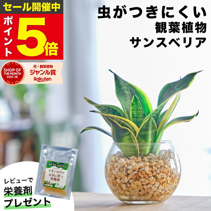 【雑誌で紹介・10000個超販売実績】サンスベリア サンセベリア ハニーボニー 観葉植物 ハイドロカルチャー ミニ 水耕栽培 土を使わない 希少 ミニ観葉植物 小さい 室内 おしゃれ 卓上 デスク 玄関 トイレ インテリア 風水 ギフト お祝い 開業祝い 風水に良い 本物 東京寿園