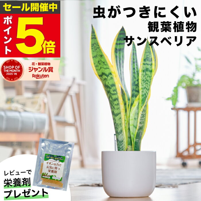 【雑誌で紹介・10000個超販売実績】 サンスベリア 大型 観葉植物 本物 東京寿園 土を使わない 大型観葉植物 大きい 室内 育てやすい ハイドロカルチャー おしゃれ 本物 卓上 デスク 玄関 トイレ インテリア ギフト お祝い 開業祝い 母の日 風水に良い 縁起の良い