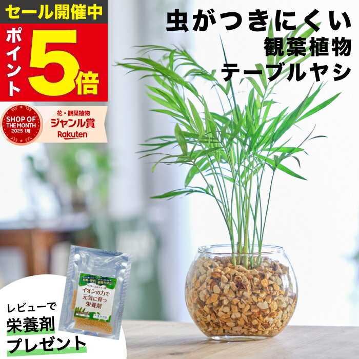 【雑誌で紹介・10000個超販売実績】 テーブルヤシ 観葉植物 ハイドロカルチャー ミニ 水耕栽培 土を使わない ミニ観葉植物 小さい 室内 育てやすい ハイドロカルチャー おしゃれ 卓上 デスク 玄関 トイレ インテリア 風水 ギフト お祝い 開業祝い 風水に良い 本物 東京寿園