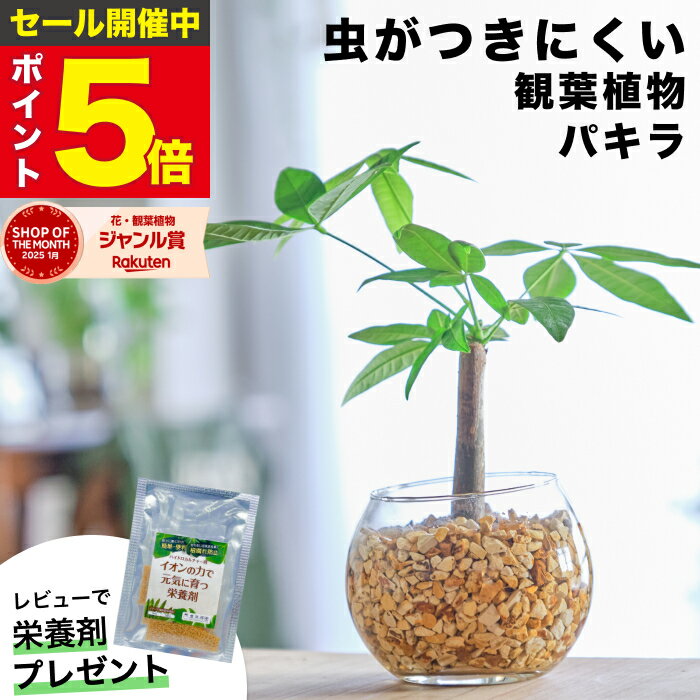 【雑誌で紹介・10000個超販売実績】 パキラ 金のなる木 観葉植物 ハイドロカルチャー ミニ 水耕栽培 おしゃれ 土を使わない ミニ観葉植物 小さい 室内 卓上 デスク 玄関 トイレ インテリア 風水 洗面所 ギフト お祝い 開業祝い 風水に良い 縁起の良い 本物 東京寿園