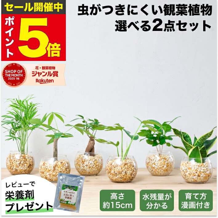 【楽天1位・10000個超販売実績】 観葉植物 選べる2点 セット ハイドロカルチャー 小さい 土を使わない観葉植物 虫 わかない 初心者 室内 おしゃれ 卓上 玄関 トイレ インテリア リビング 風水 洗面所 寒さに強い お祝い ギフト ミニ 日陰 本物 開店祝い 水耕栽培 東京寿園