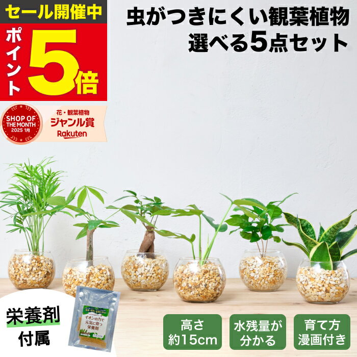 【楽天1位・10000個超販売実績】 観葉植物 選べる5点 栄養剤 セット ハイドロカルチャー 小さい 土を使わない観葉植物 虫 わかない 初心者 室内 おしゃれ 卓上 玄関 トイレ インテリア リビング 風水 洗面所 寒さに強い お祝い ギフト ミニ 日陰 本物 水耕栽培 東京寿園