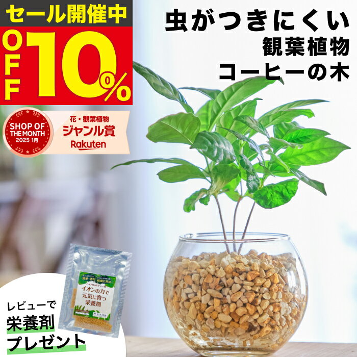 【雑誌で紹介・10000個超販売実績】 コーヒーの木 観葉植物 本物 ミニ 東京寿園 土を使わない ミニ観葉植物 小さい 室内 育てやすい ハイドロカルチャー おしゃれ 本物 卓上 デスク 玄関 トイレ インテリア ギフト お祝い 開業祝い 母の日 風水に良い 縁起の良い