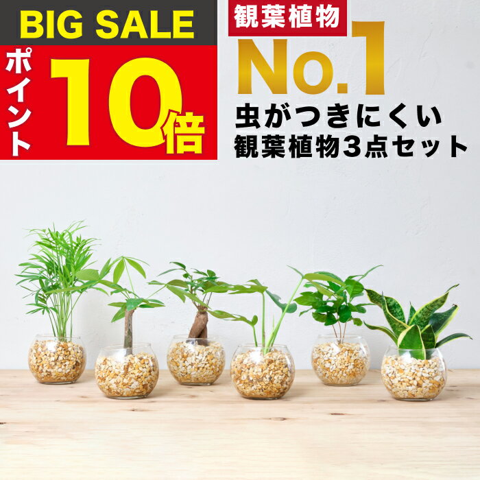 観葉植物 オリーブ テラコッタ鉢植え 素焼き鉢 送料無料 玄関 鉢植え おしゃれ インテリア 中型 大型 オリーブの木 販売 結婚式 記念樹 寒さに強い 楽天 通販 ギフト プレゼント