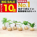 【楽天1位・10000個超販売実績】 観葉植物 選べる3点 セット 本物 ミニ 東京寿園 土を使わない ミニ観葉植物 小さい 室内 育てやすい ..