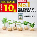 【楽天1位・10000個超販売実績】 観