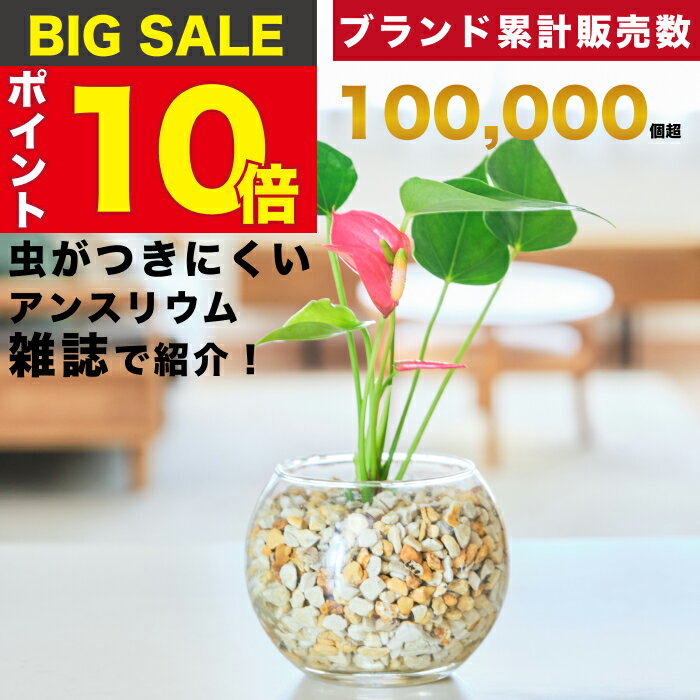 【雑誌で紹介・10000個超販売実績】 アンスリウム 観葉植物 本物 ミニ 東京寿園 土を使わない ミニ観葉植物 小さい 室内 育てやすい ハイドロカルチャー おしゃれ 本物 卓上 デスク 玄関 トイ…